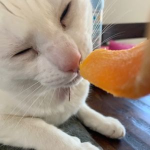 Meet your Posher, Amelia